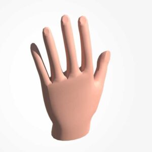 human hand 3d model, 3d human hand, 3d anatomy, cartoon human hand model, 3d hand,